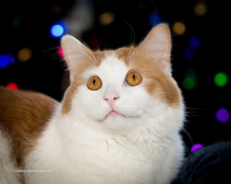 DSC_6873_9311.jpg