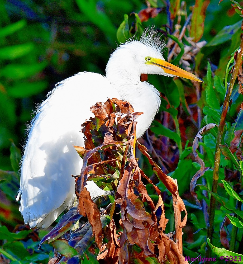 DSC_6875_001.JPG