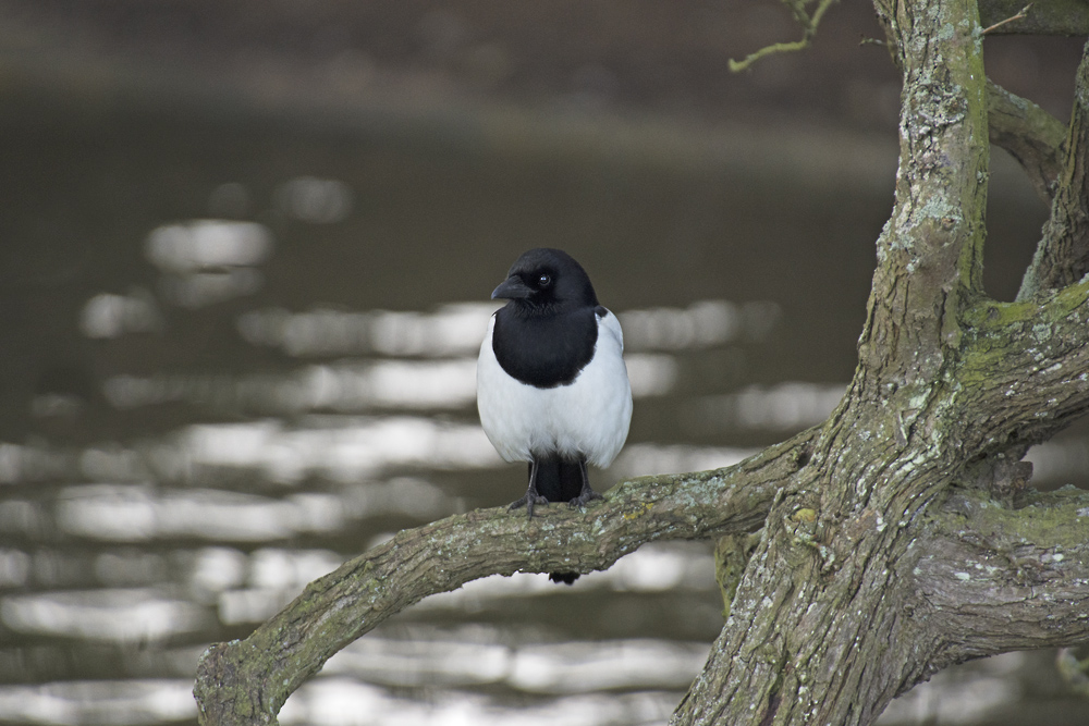DSC_6876.jpg