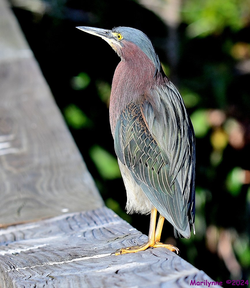 DSC_6876_001.JPG