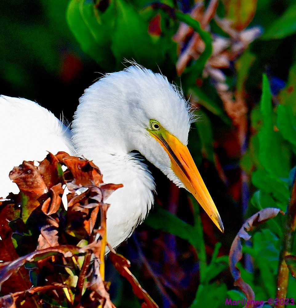 DSC_6877_001.JPG