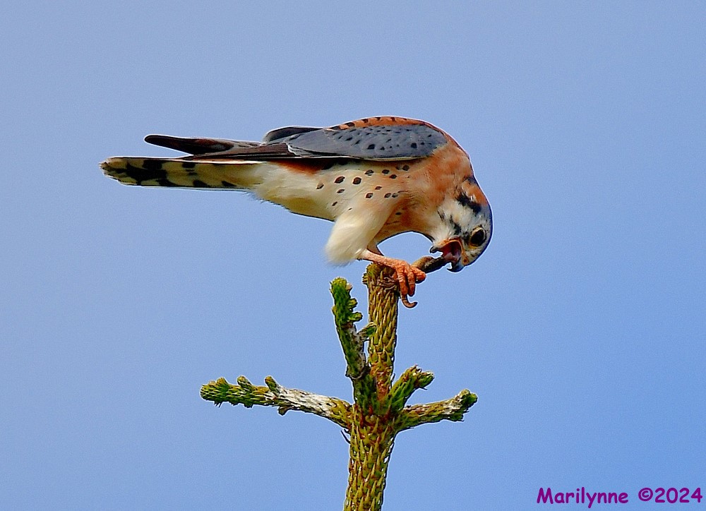 DSC_6877_001.JPG