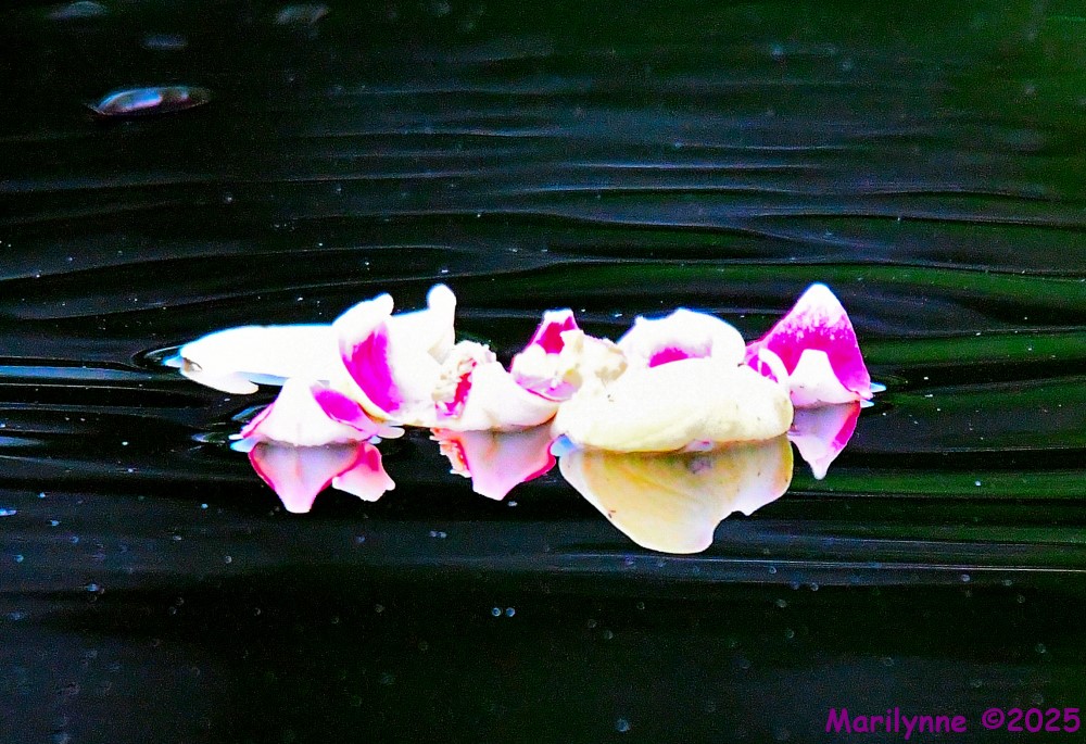 DSC_6877_001.JPG