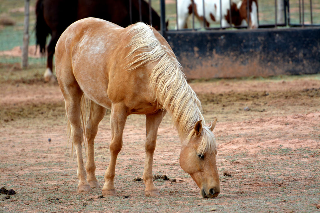 DSC_6878.jpg