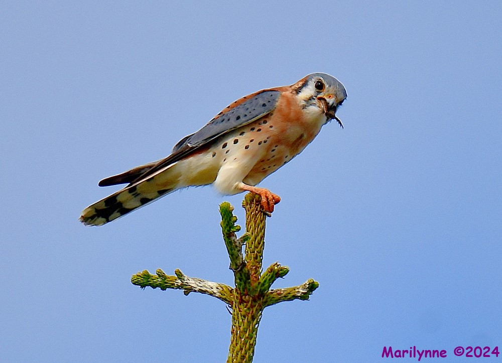 DSC_6878_001.JPG