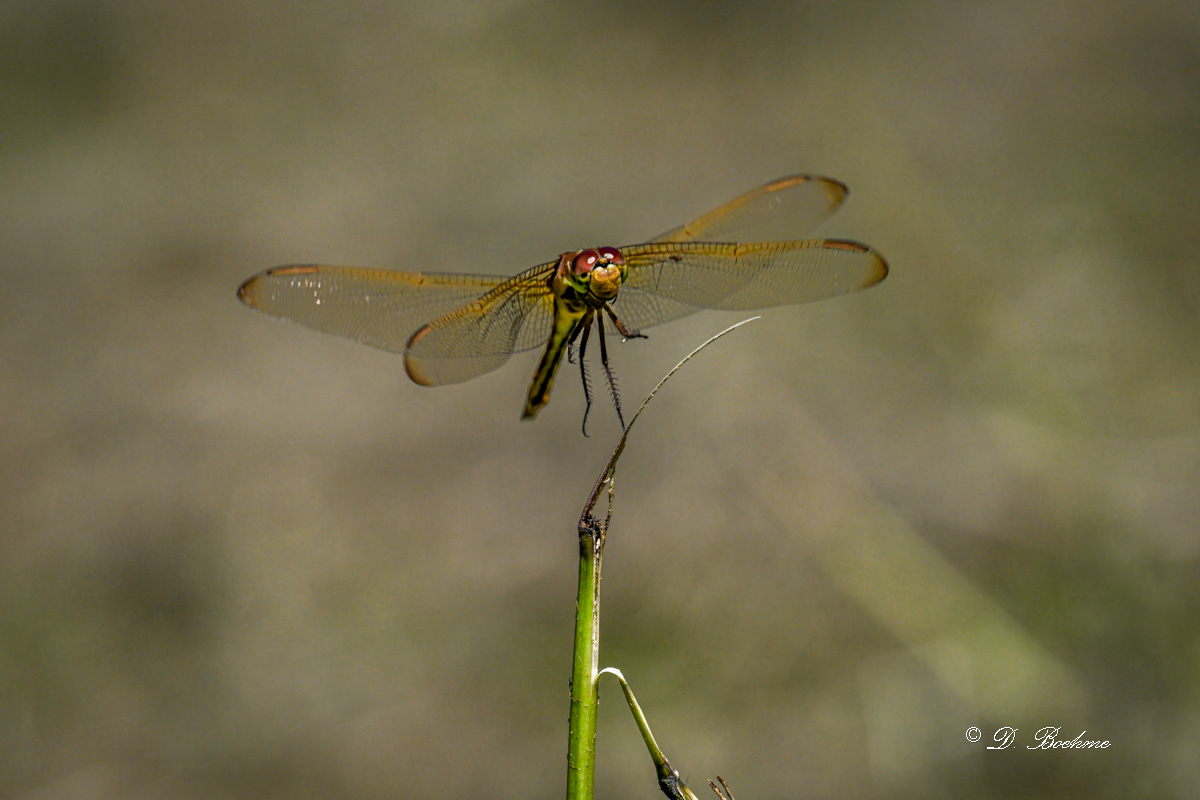 DSC_6879-topaz-denoise.jpg