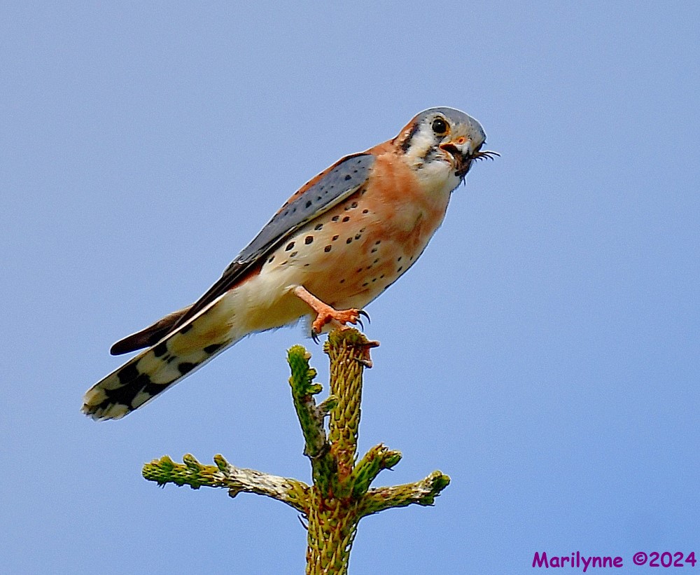 DSC_6880_001.JPG