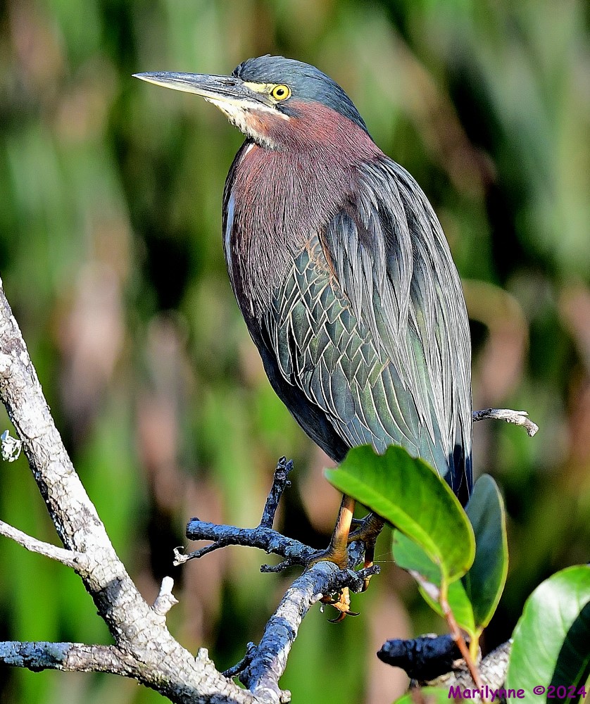 DSC_6884_001.JPG