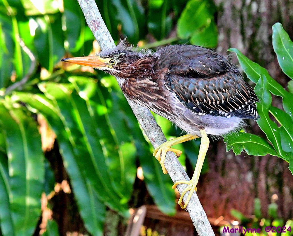 DSC_6884_001.JPG