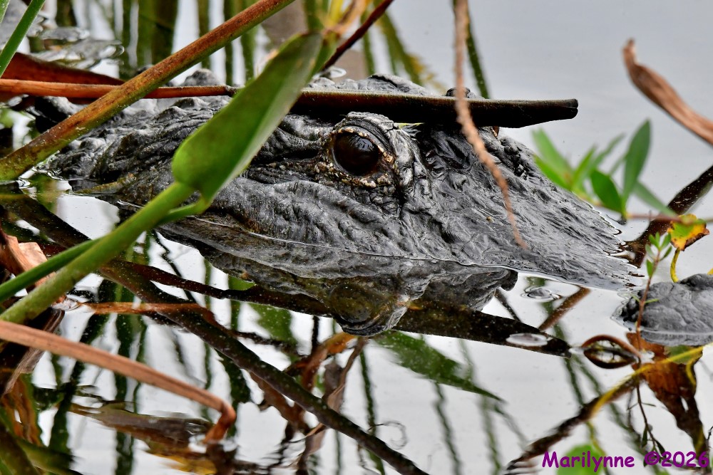DSC_6884_001.JPG