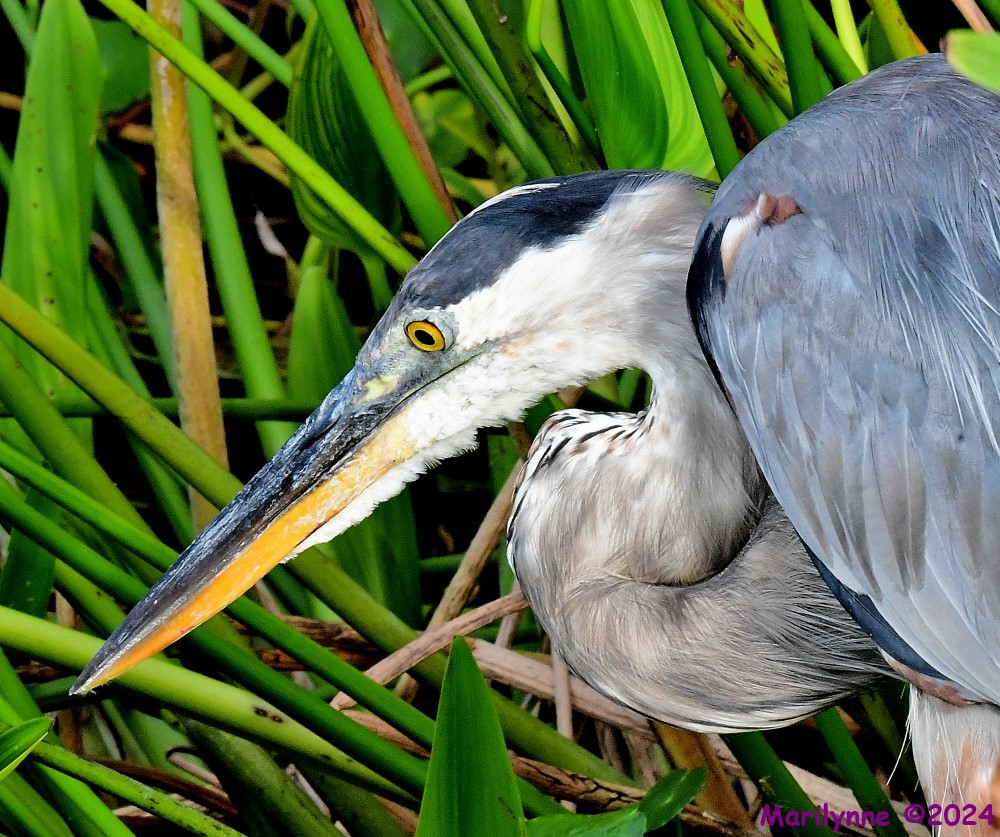 DSC_6885_001.JPG