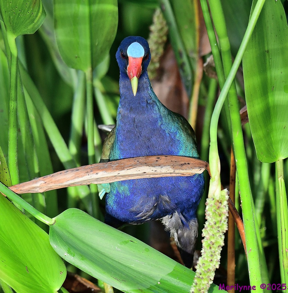 DSC_6885_001.JPG