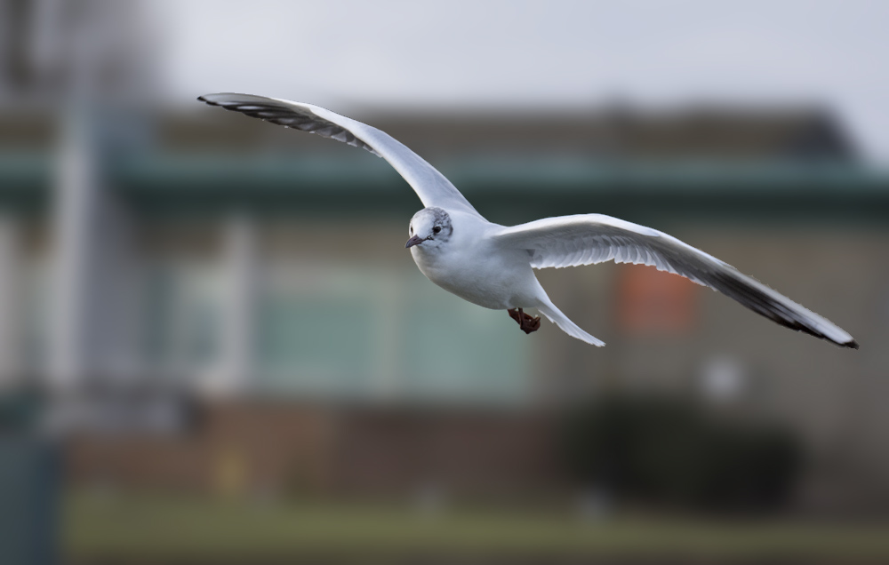 DSC_6887.jpg