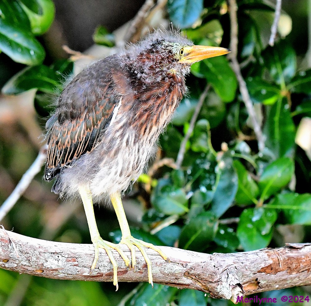 DSC_6888_001.JPG