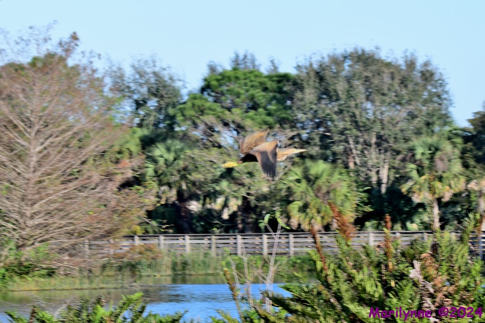 DSC_6891_001.JPG