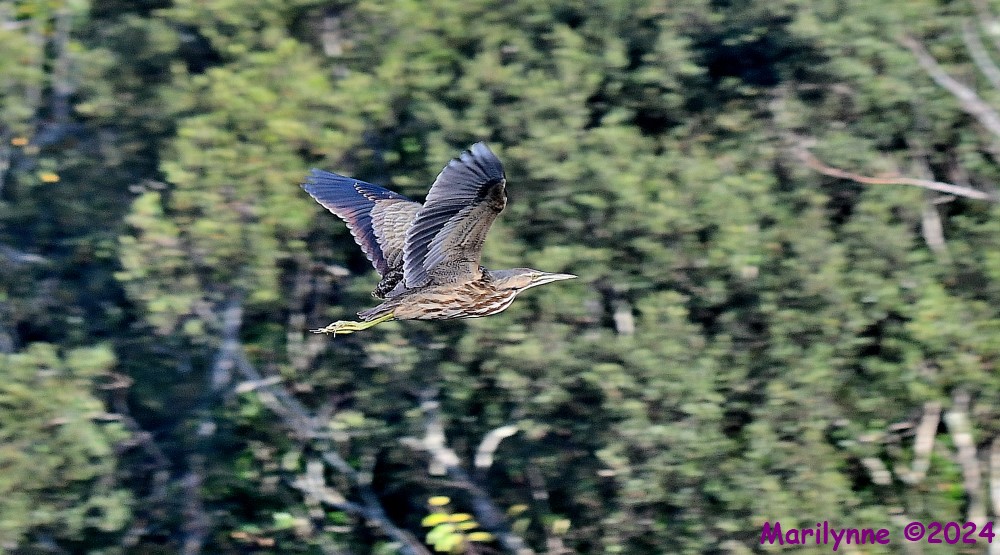 DSC_6892_001.JPG