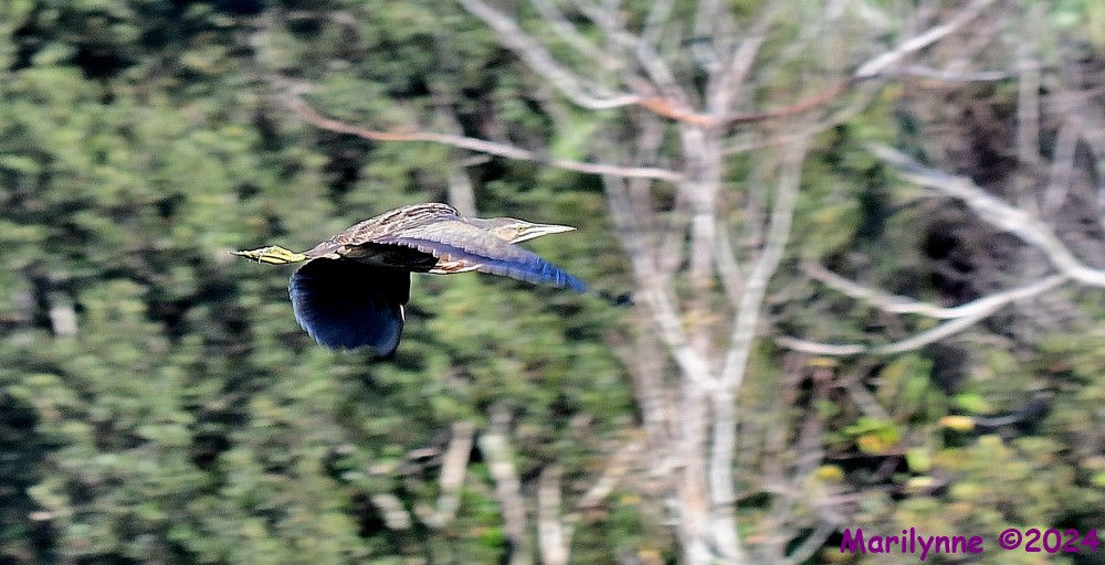 DSC_6893_001.JPG