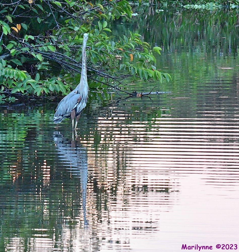 DSC_6894_001.JPG