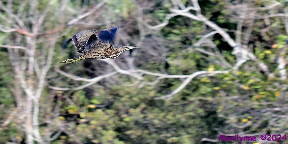 DSC_6894_001.JPG