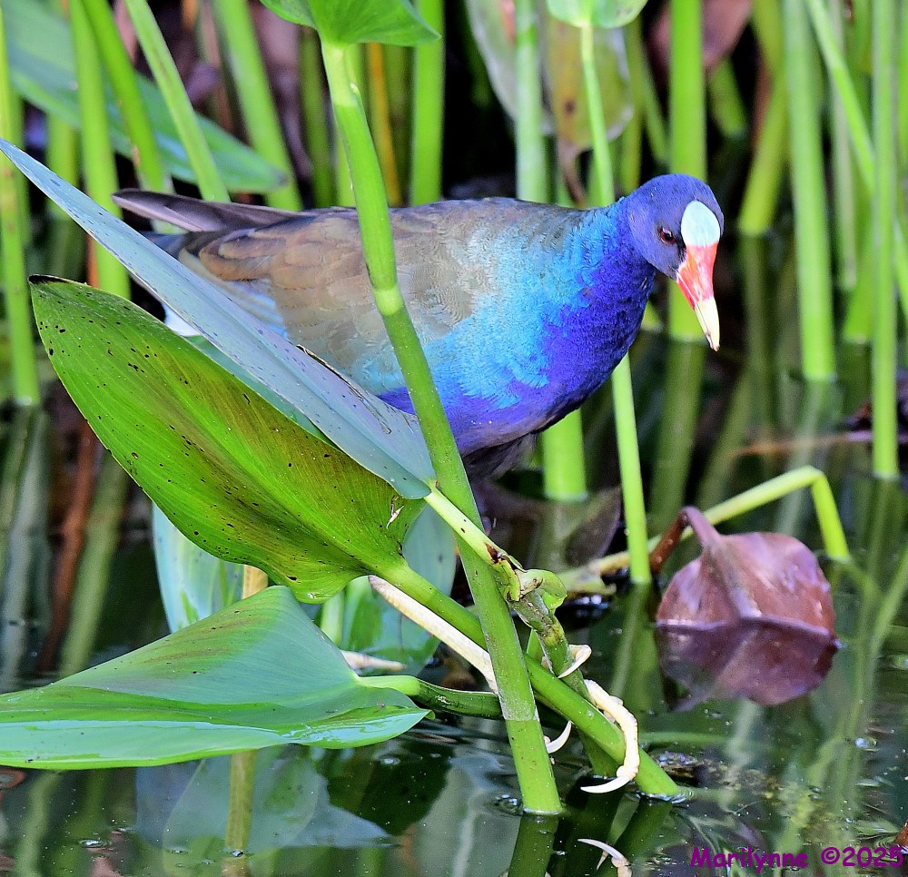 DSC_6894_001.JPG