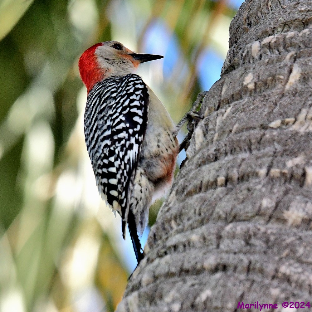 DSC_6895_001.JPG