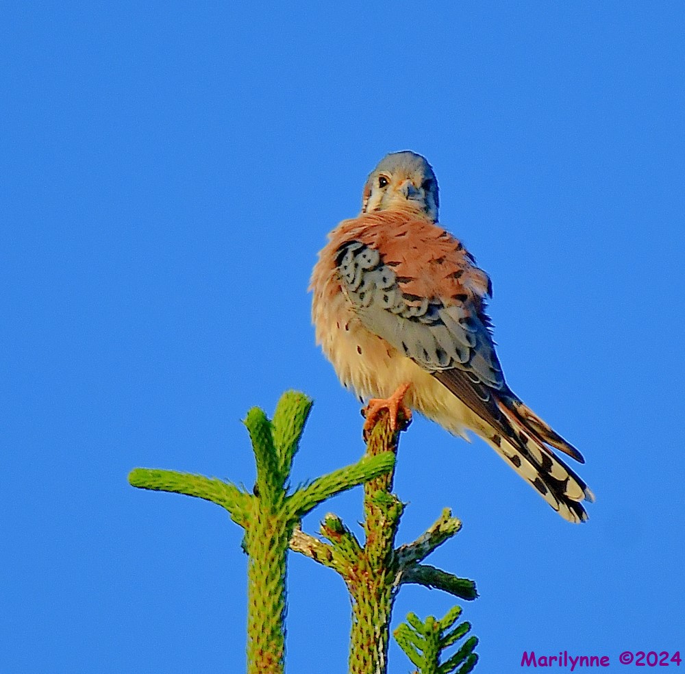 DSC_6895_001.JPG