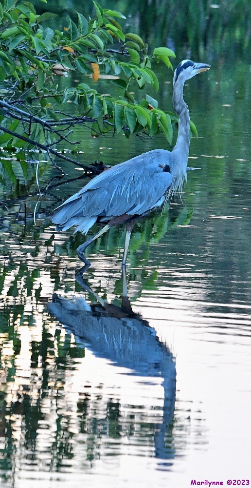DSC_6896_001.JPG