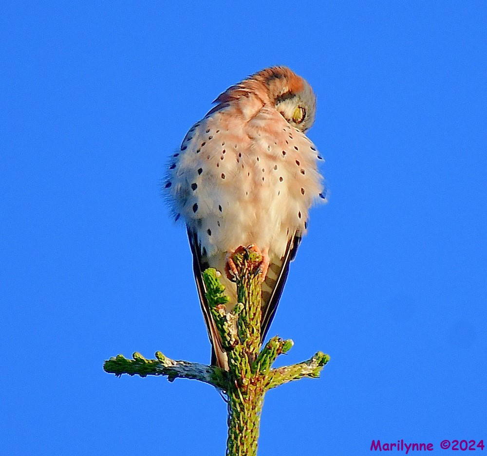 DSC_6898_001.JPG