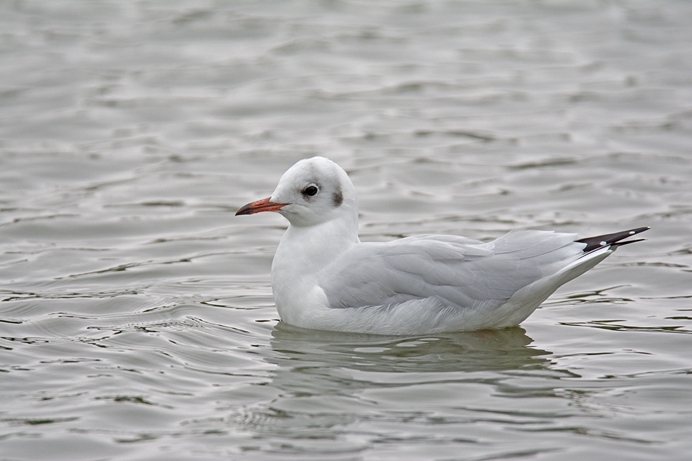 DSC_6903.jpg