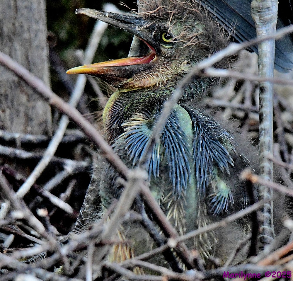 DSC_6903_001.JPG