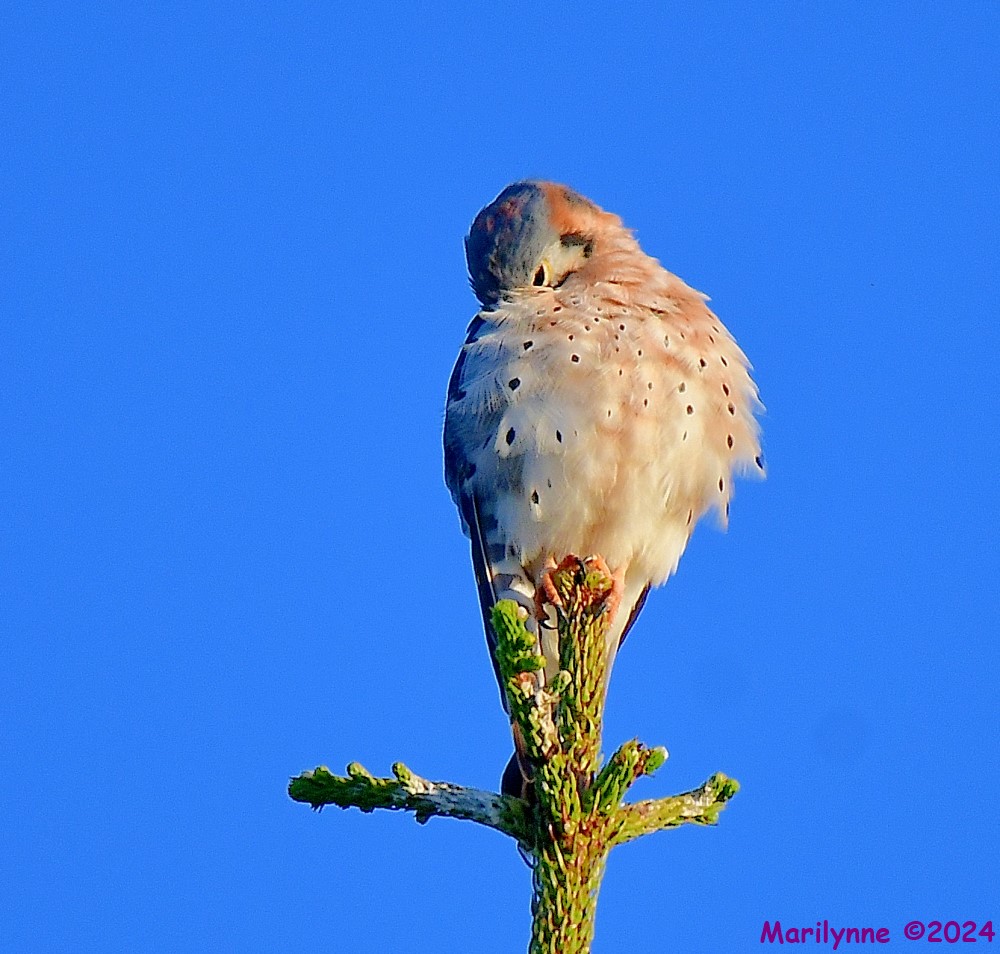 DSC_6904_001.JPG