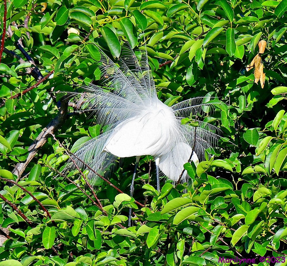 DSC_6905_001.JPG