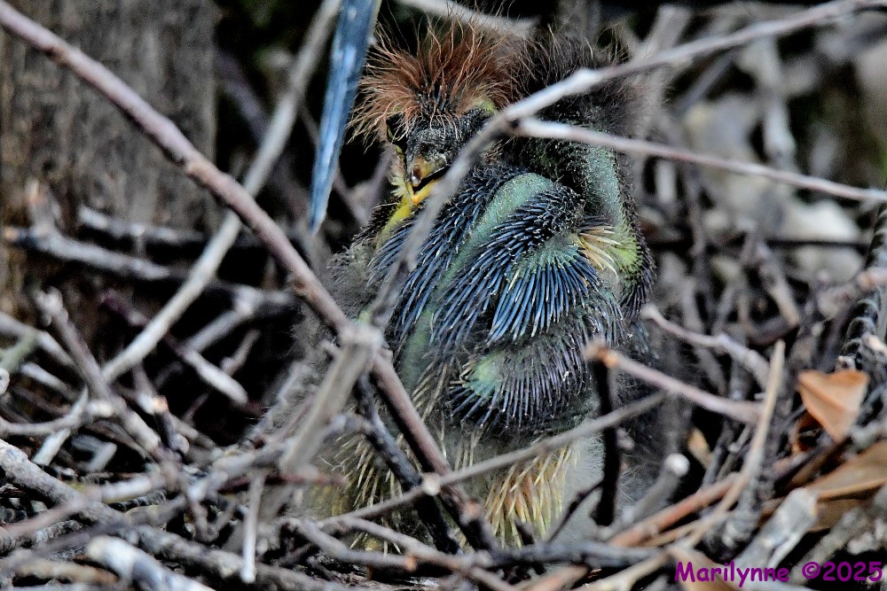 DSC_6906_001.JPG