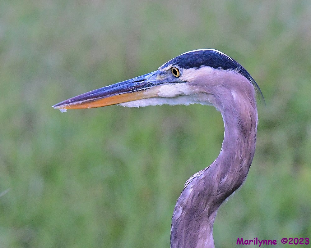 DSC_6907_001.JPG