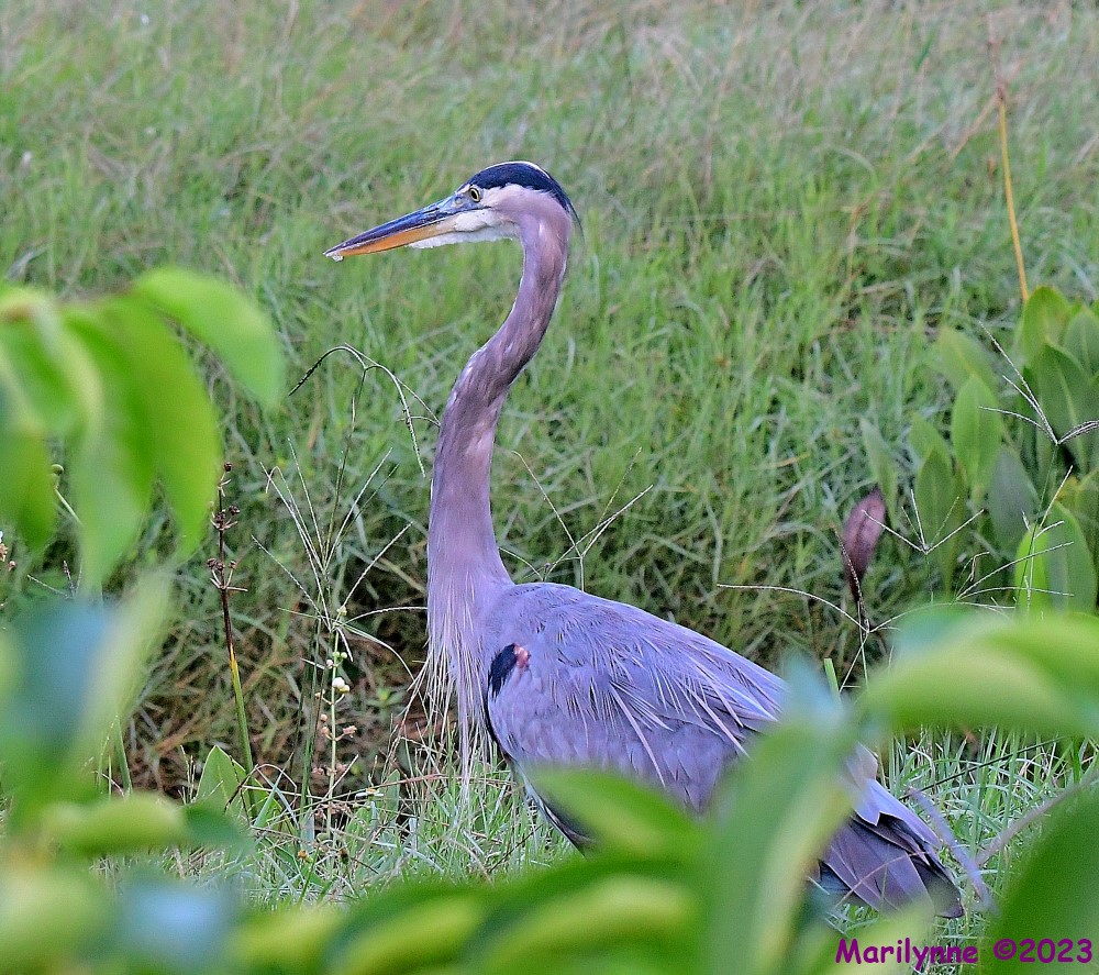 DSC_6909_001.JPG
