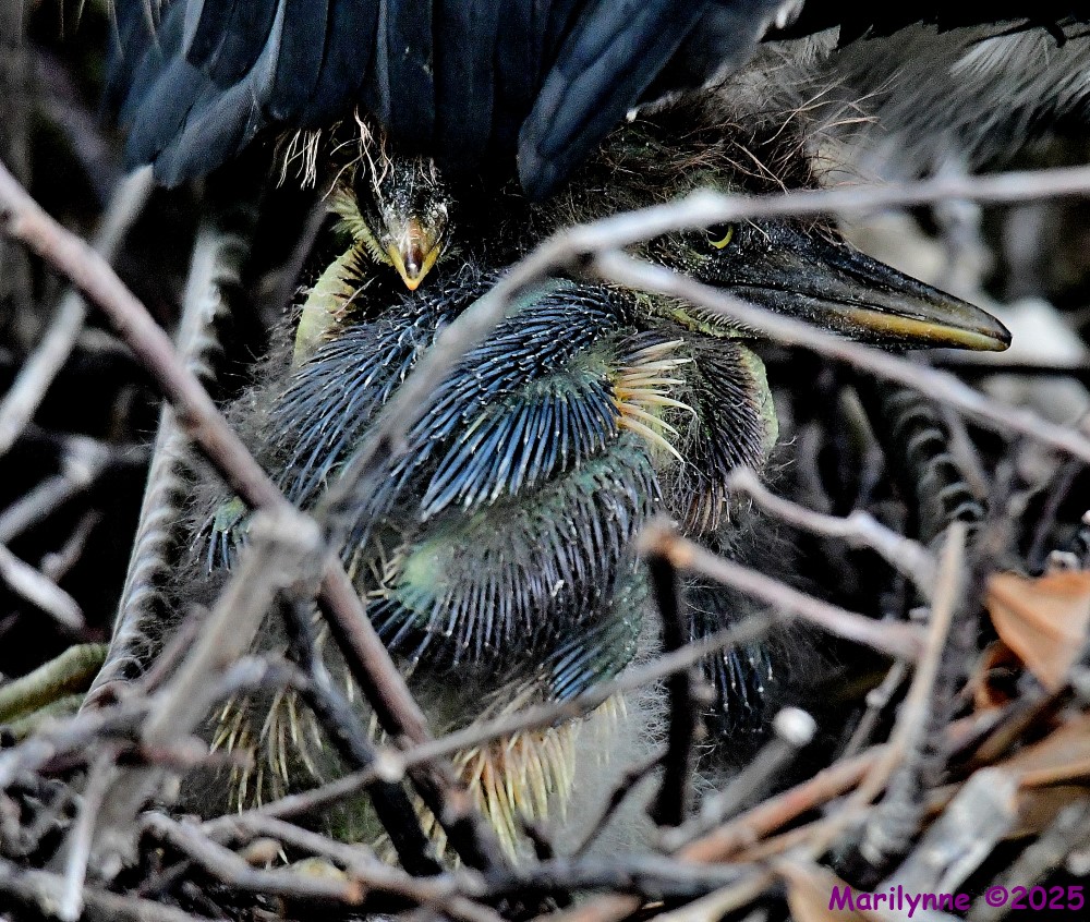 DSC_6909_001.JPG
