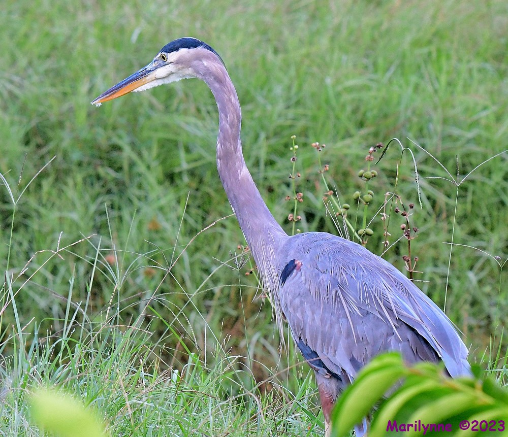 DSC_6912_001.JPG