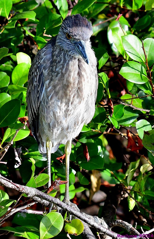 DSC_6912_001.JPG