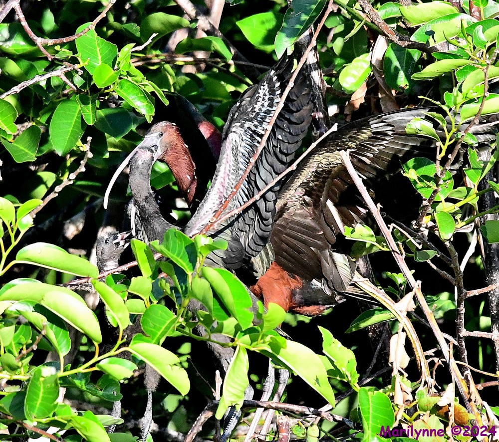 DSC_6912_001.JPG