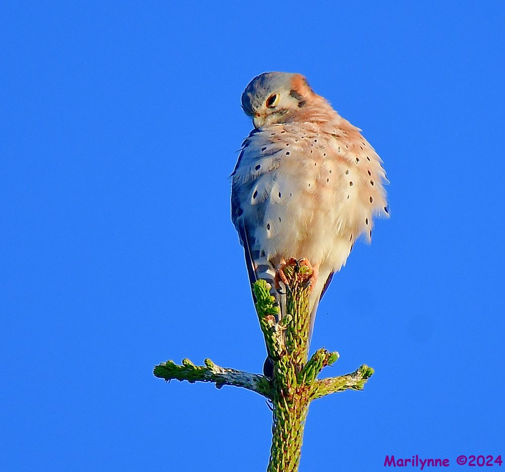 DSC_6914_001.JPG