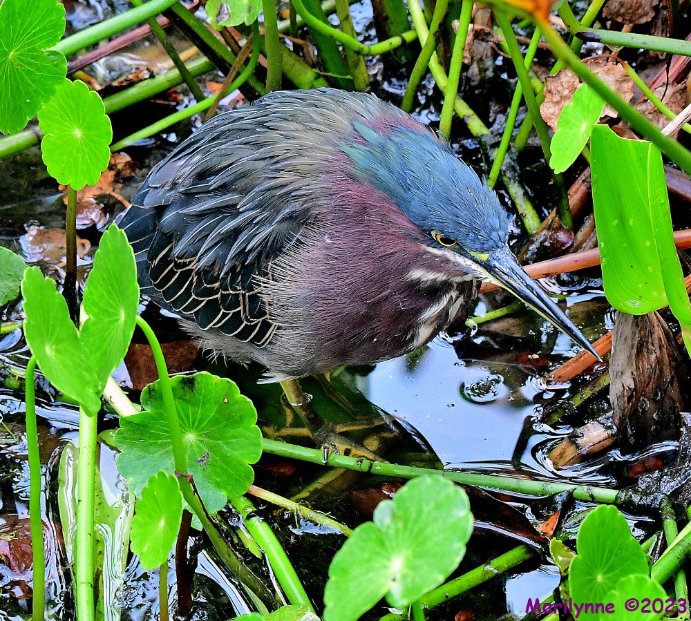DSC_6915_001.JPG