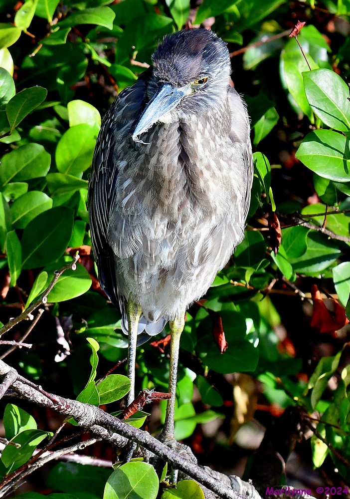 DSC_6915_001.JPG