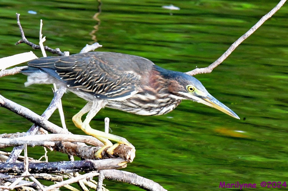 DSC_6917_001.JPG