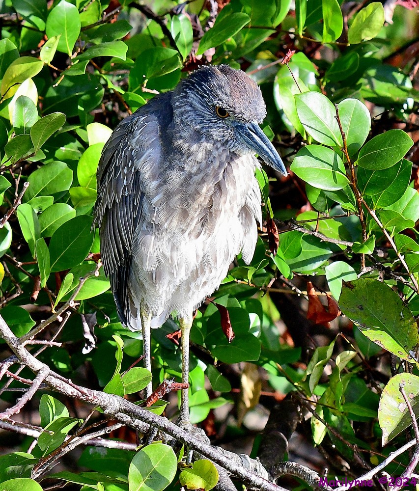 DSC_6919_001.JPG
