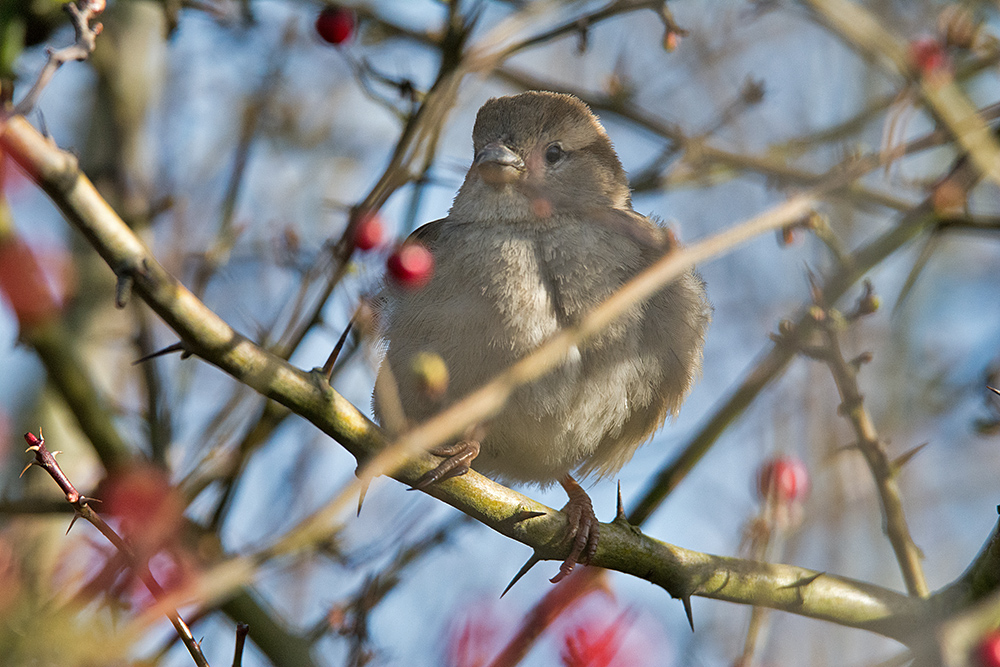 DSC_6920.jpg