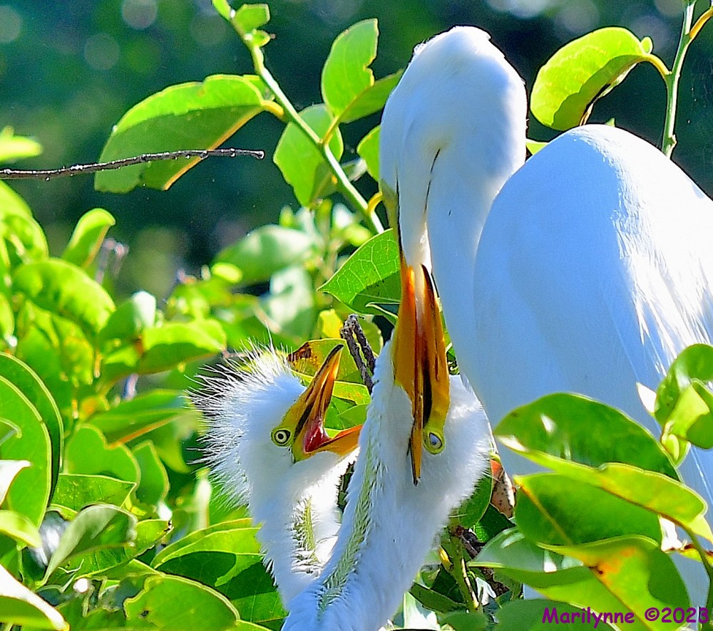 DSC_6923_001.JPG