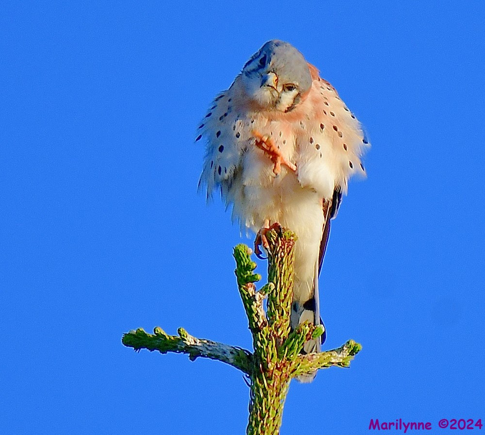 DSC_6924_001.JPG