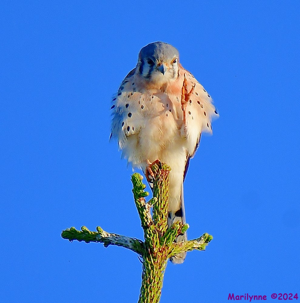 DSC_6925_001.JPG