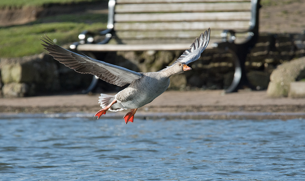 DSC_6927.jpg