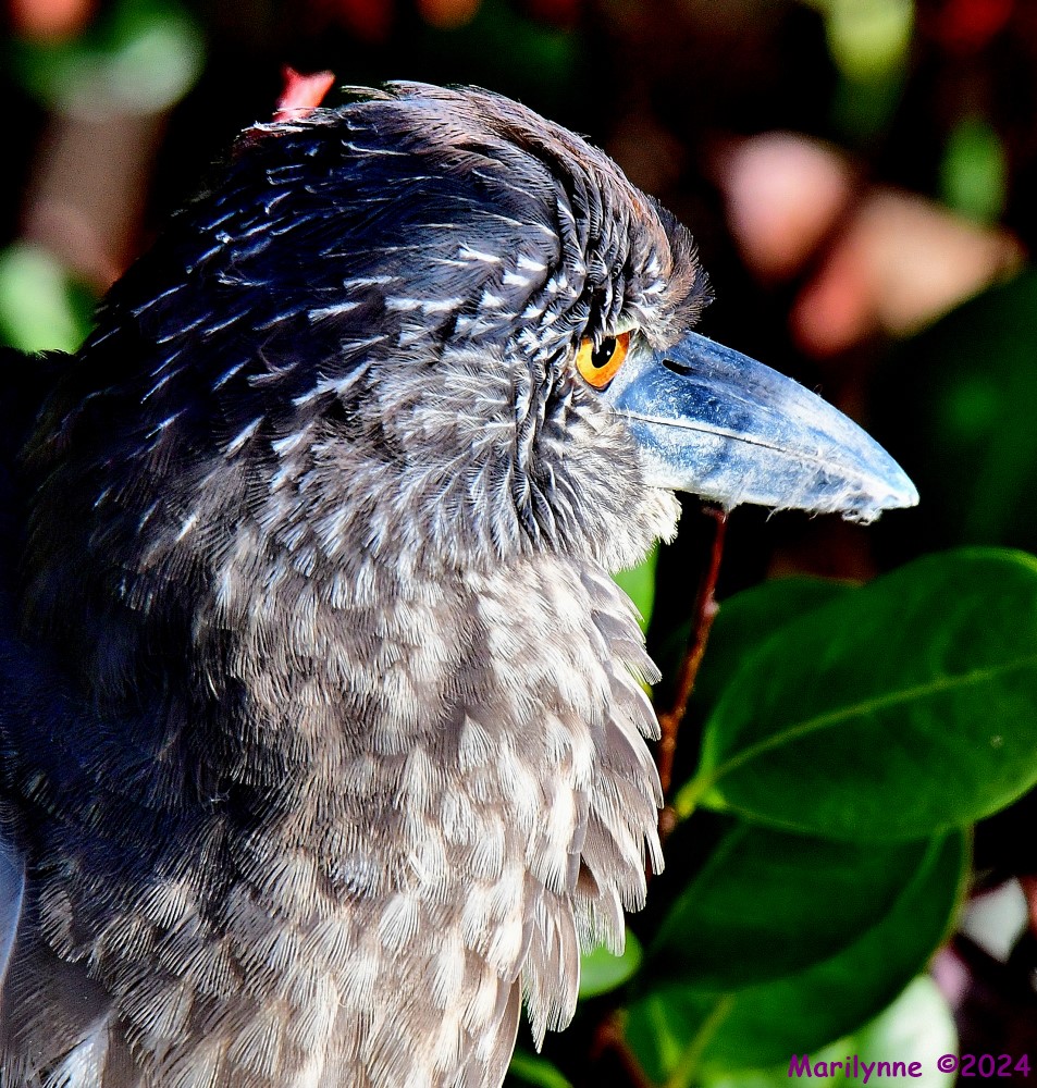 DSC_6927_001.JPG
